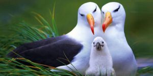 birds